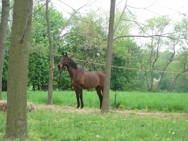 COWQ090036.jpg